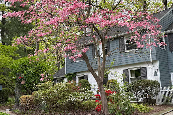 House sit in Newton, MA, US