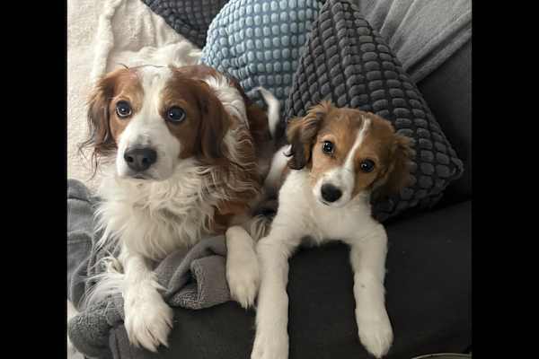 House sit in Lyon, France