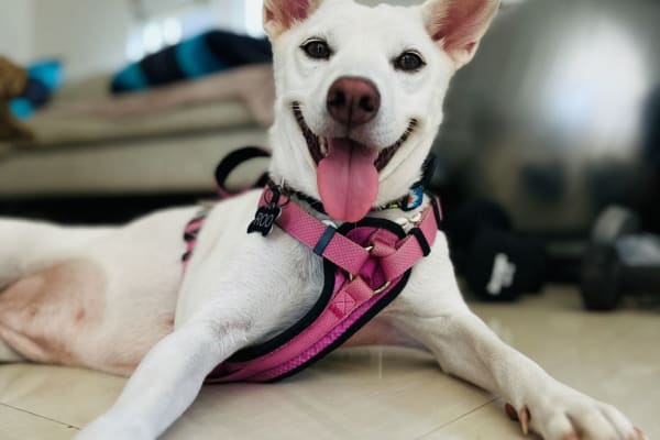 House sit in Canggu, Indonesia