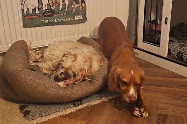 House sit in Oakham, United Kingdom