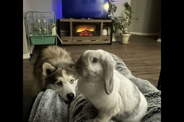 House sit in Montréal, QC, Canada