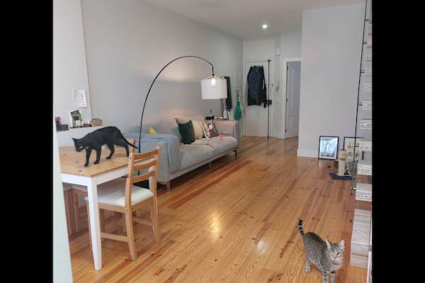 House sit in Lisbon, Portugal