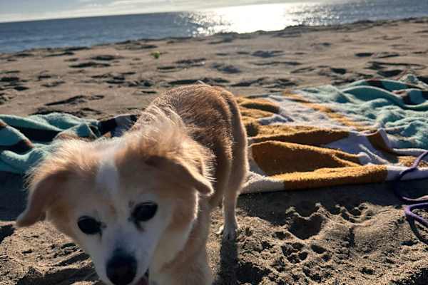 House sit in Fairfax, CA, US