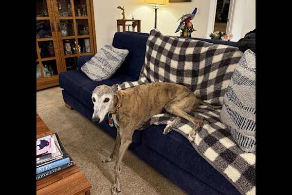 House sit in Napa, CA, US