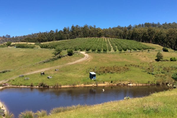 House sit in Cygnet, TAS, Australia