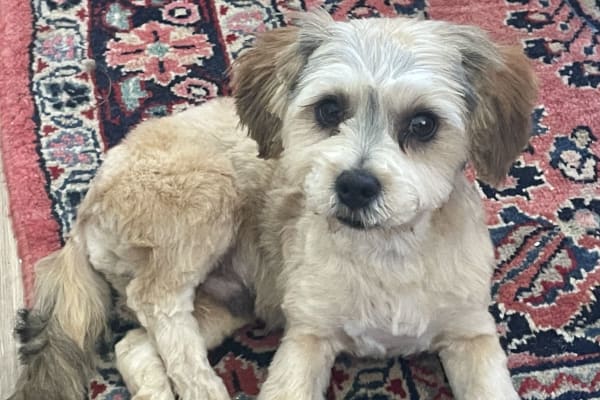 House sit in Tanunda, SA, Australia