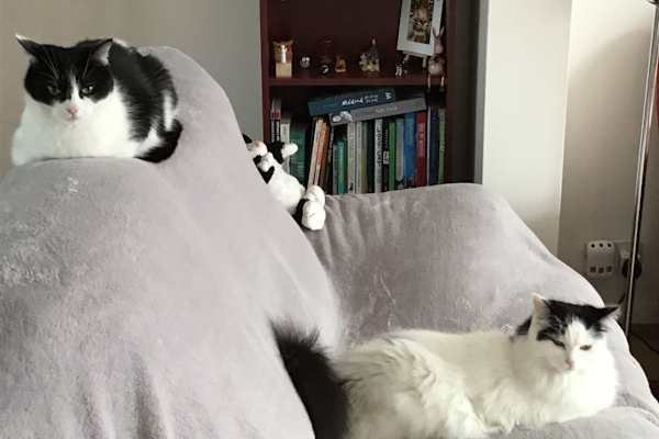 House sit in Ruislip, United Kingdom