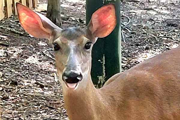 House sit in Charlotte, NC, US