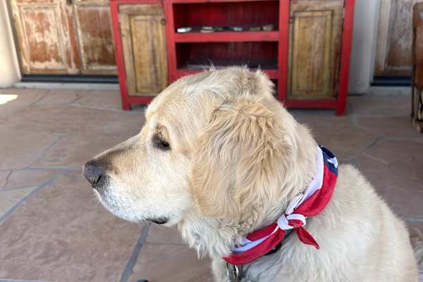 House sit in Tucson, AZ, US