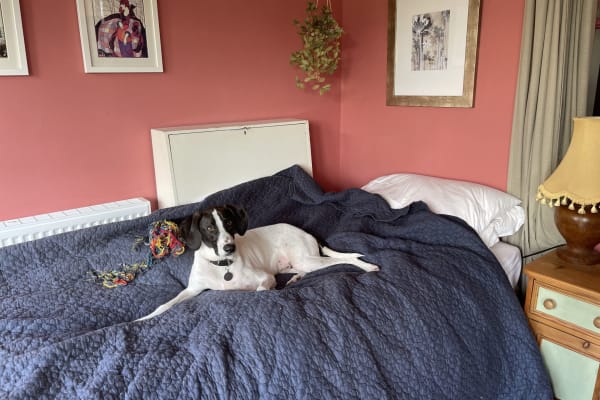 House sit in Buckingham, United Kingdom