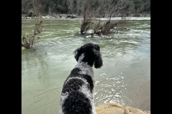 House sit in Grass Valley, CA, US