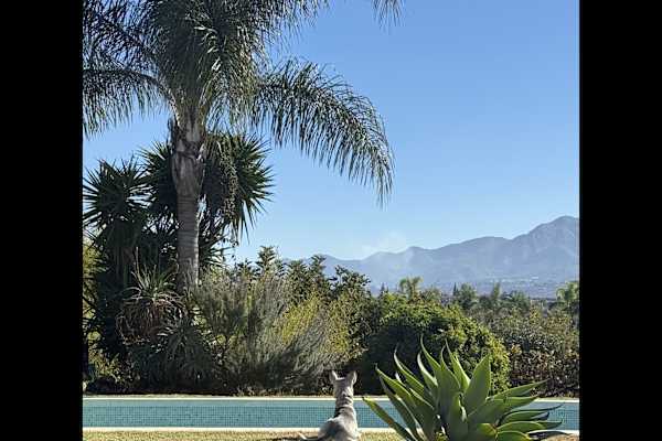 House sit in Alhaurín el Grande, Spain