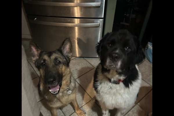 House sit in Philadelphia, PA, US