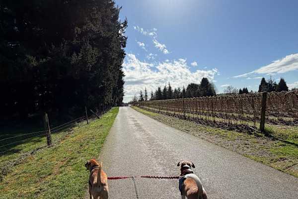 House sit in Bellingham, WA, US