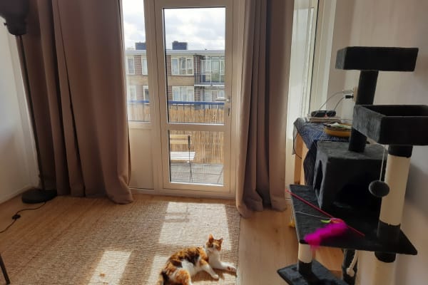 House sit in Weesp, Netherlands