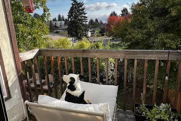 House sit in Seattle, WA, US