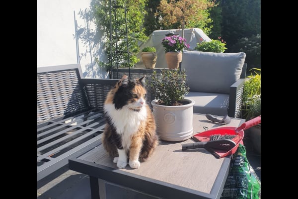 House sit in Purley, United Kingdom