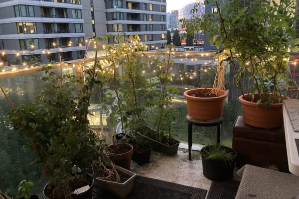 House sit in Vancouver, BC, Canada