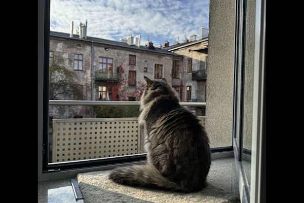 House sit in Kraków, Poland