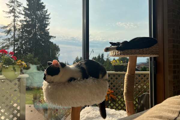 House sit in Edmonds, WA, US