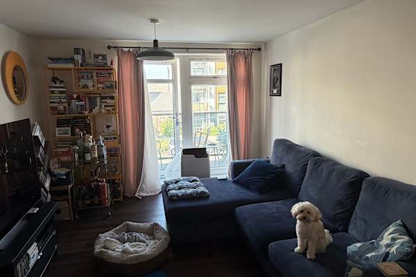 House sit in Bristol, United Kingdom