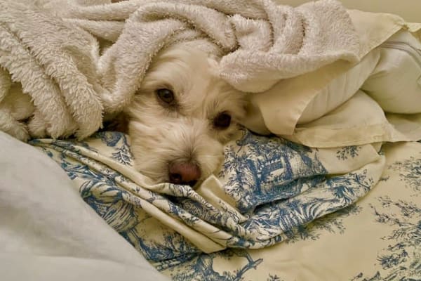 House sit in Panamá, Panama