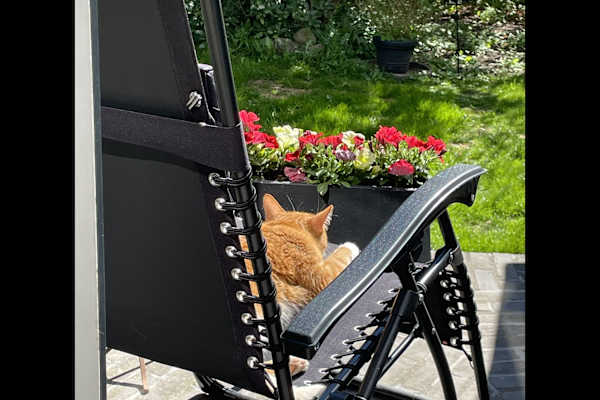 House sit in Copenhagen, Denmark