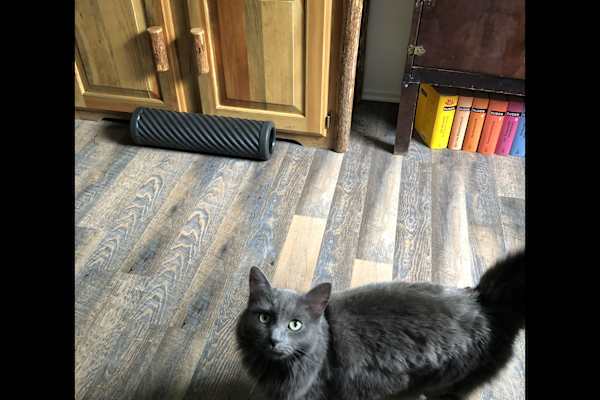 House sit in Munich, Germany