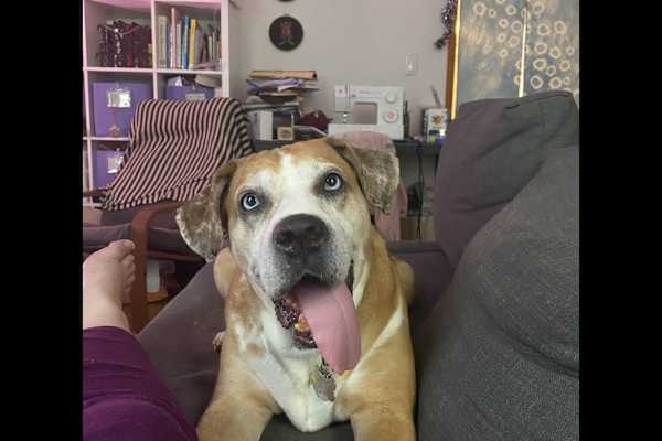 House sit in Vienna, Austria