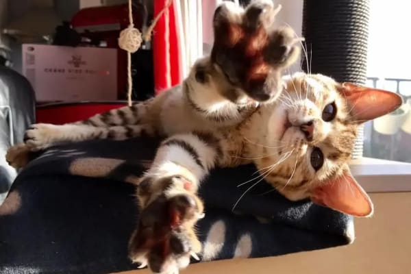 House sit in Hove, United Kingdom