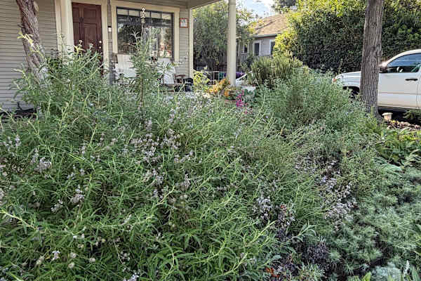 House sit in Long Beach, CA, US