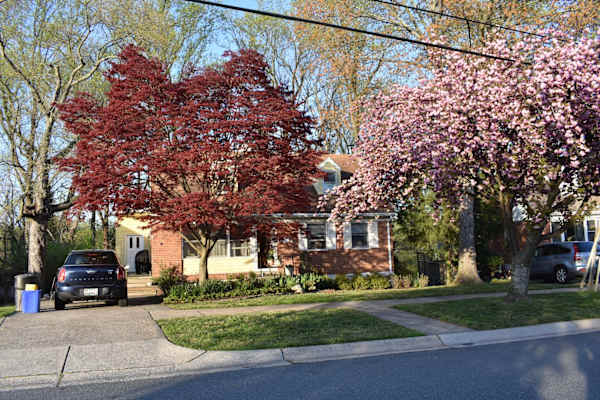 House sit in North Kensington, MD, US