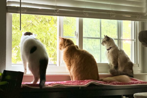 House sit in Broomfield, CO, US