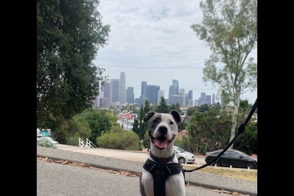 House sit in Los Angeles, CA, US