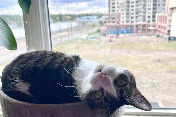 House sit in Calgary, AB, Canada