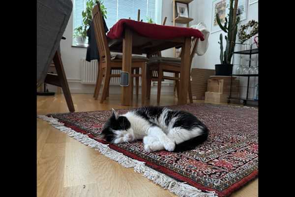 House sit in Göteborg, Sweden