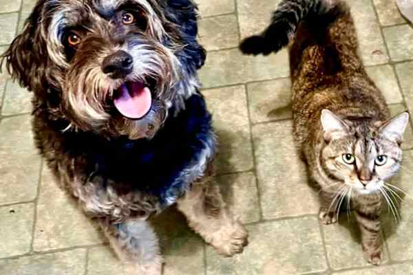 House sit in Stratford, ON, Canada