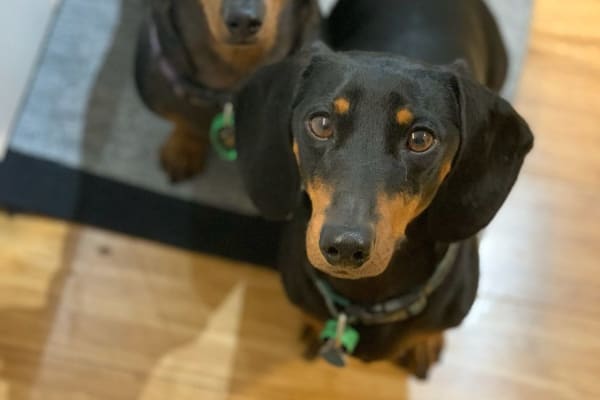 House sit in Brisbane, QLD, Australia