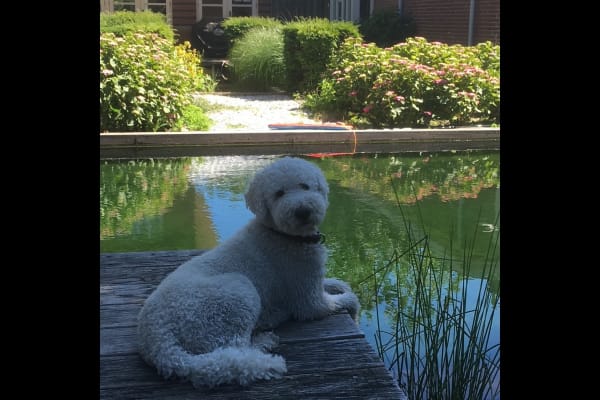 House sit in Scheveningen, Netherlands