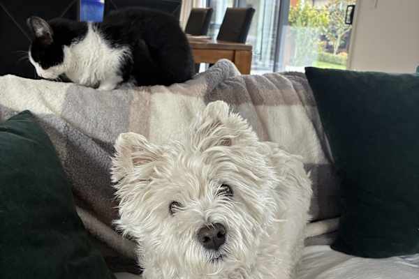 House sit in Christchurch, New Zealand