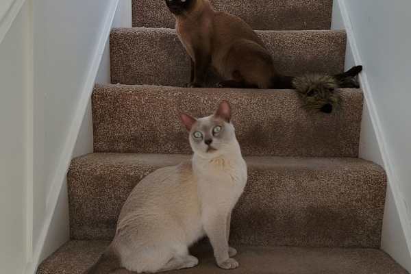 House sit in Royal Leamington Spa, United Kingdom