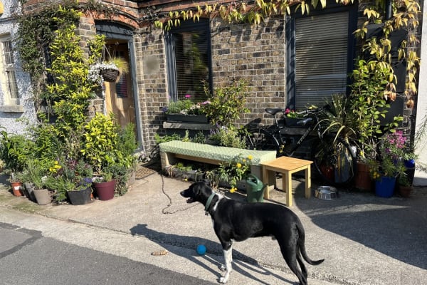 House sit in Dublin, Ireland