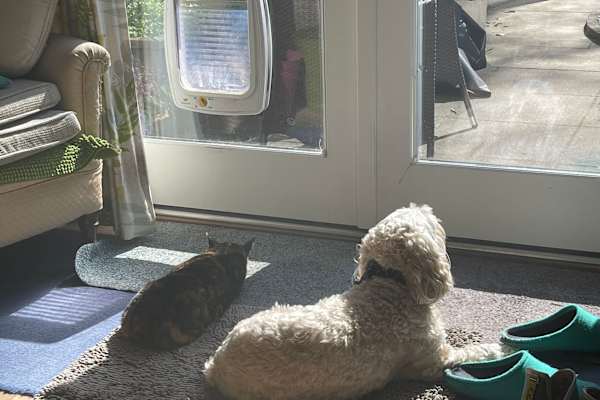 House sit in Edinburgh, United Kingdom