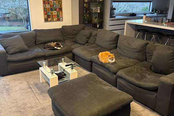 House sit in Christchurch, New Zealand