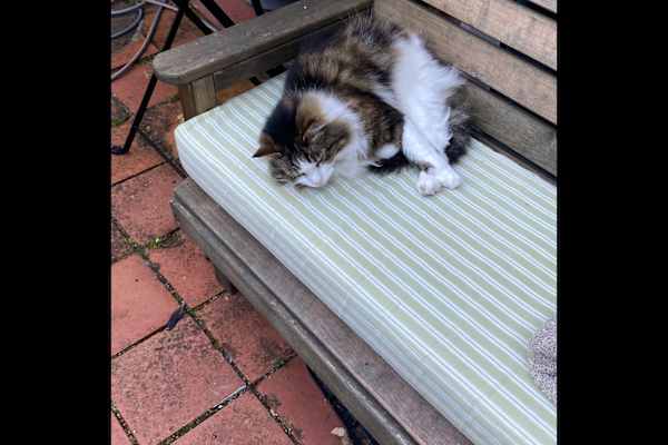 House sit in Bala, United Kingdom