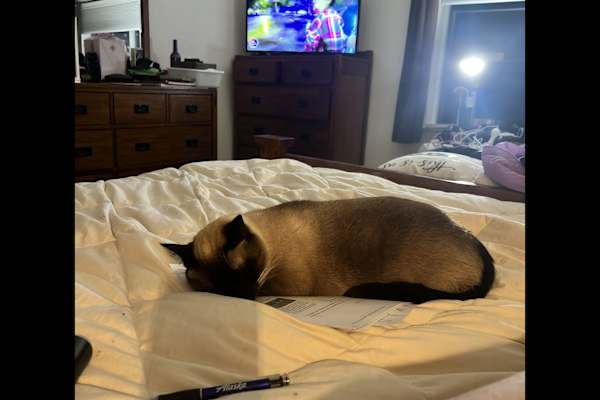 House sit in Puyallup, WA, US