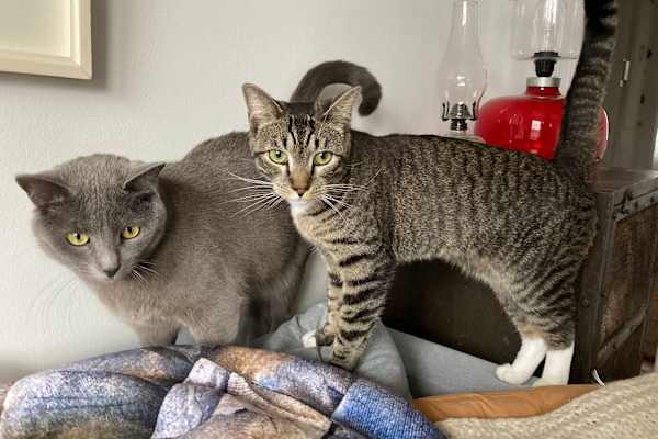 House sit in Brooklyn, NY, US