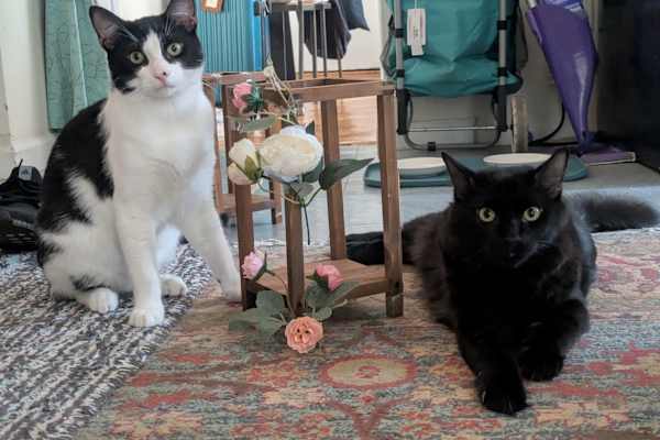 House sit in Brooklyn, NY, US