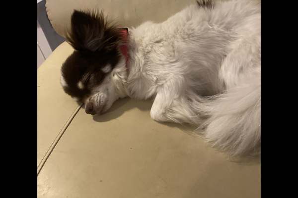 House sit in Oxford, United Kingdom