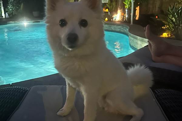House sit in Redding, CA, US